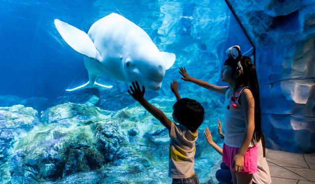 Chimelong Ocean Kingdom Park